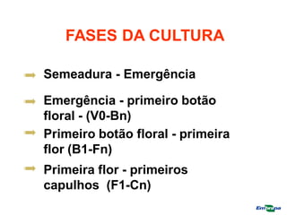 FASES DA CULTURA
Semeadura - Emergência
Emergência - primeiro botão
floral - (V0-Bn)
Primeiro botão floral - primeira
flor (B1-Fn)
Primeira flor - primeiros
capulhos (F1-Cn)
 