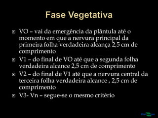  VO – vai da emergência da plântula até o
momento em que a nervura principal da
primeira folha verdadeira alcança 2,5 cm de
comprimento
 V1 – do final de VO até que a segunda folha
verdadeira alcance 2,5 cm de comprimento
 V2 – do final de V1 até que a nervura central da
terceira folha verdadeira alcance , 2,5 cm de
comprimento
 V3- Vn – segue-se o mesmo critério
 