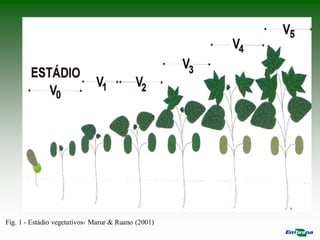 Fig. 1 - Estádio vegetativos- Marur & Ruano (2001)
 