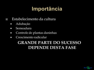  Estabelecimento da cultura
 Adubação
 Semeadura
 Controle de plantas daninhas
 Crescimento radicular
GRANDE PARTE DO SUCESSO
DEPENDE DESTA FASE
 