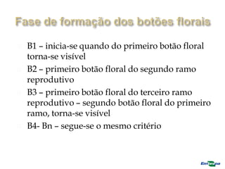  B1 – inicia-se quando do primeiro botão floral
torna-se visível
 B2 – primeiro botão floral do segundo ramo
reprodutivo
 B3 – primeiro botão floral do terceiro ramo
reprodutivo – segundo botão floral do primeiro
ramo, torna-se visível
 B4- Bn – segue-se o mesmo critério
 