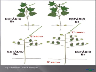 Fig. 2 - Botão floral - Marur & Ruano (2001)
 