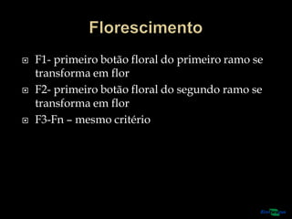  F1- primeiro botão floral do primeiro ramo se
transforma em flor
 F2- primeiro botão floral do segundo ramo se
transforma em flor
 F3-Fn – mesmo critério
 