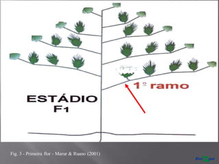 Fig. 3 - Primeira flor - Marur & Ruano (2001)
 