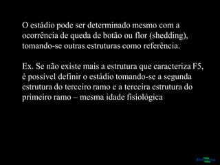 O estádio pode ser determinado mesmo com a
ocorrência de queda de botão ou flor (shedding),
tomando-se outras estruturas como referência.
Ex. Se não existe mais a estrutura que caracteriza F5,
é possível definir o estádio tomando-se a segunda
estrutura do terceiro ramo e a terceira estrutura do
primeiro ramo – mesma idade fisiológica
 