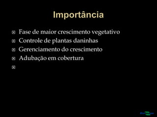  Fase de maior crescimento vegetativo
 Controle de plantas daninhas
 Gerenciamento do crescimento
 Adubação em cobertura

 