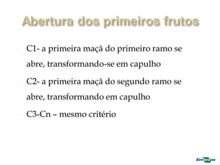  C1- a primeira maçã do primeiro ramo se
abre, transformando-se em capulho
 C2- a primeira maçã do segundo ramo se
abre, transformando em capulho
 C3-Cn – mesmo critério
 