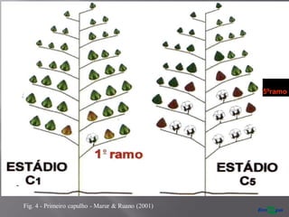 5ºramo
Fig. 4 - Primeiro capulho - Marur & Ruano (2001)
 