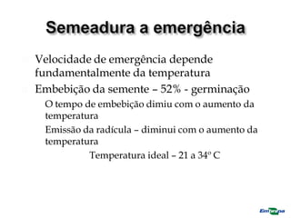  Velocidade de emergência depende
fundamentalmente da temperatura
 Embebição da semente – 52% - germinação
 O tempo de embebição dimiu com o aumento da
temperatura
 Emissão da radícula – diminui com o aumento da
temperatura
Temperatura ideal – 21 a 34º C
 