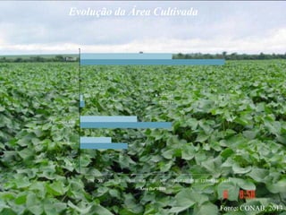 Fonte: CONAB, 2013
Evolução da Área Cultivada
0 100 200 300 400 500 600 700 800 900 1000 1100 1200 1300 1400
Norte
Nordeste
Centro-Oeste
Sudeste
Sul
Brasil
Área (ha*1000)
2012/13
2011/12
 