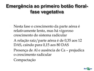  Nesta fase o crescimento da parte aérea é
relativamente lento, mas há vigoroso
crescimento do sistema radicular
 A relação raíz/parte aérea é de 0,35 aos 12
DAS, caindo para 0,15 aos 80 DAS
 Presença de Al e ausência de Ca – prejudica
o crescimento radicular
 Compactação
 