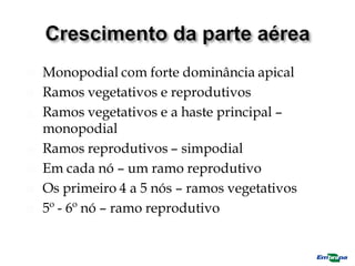  Monopodial com forte dominância apical
 Ramos vegetativos e reprodutivos
 Ramos vegetativos e a haste principal –
monopodial
 Ramos reprodutivos – simpodial
 Em cada nó – um ramo reprodutivo
 Os primeiro 4 a 5 nós – ramos vegetativos
 5º - 6º nó – ramo reprodutivo
 