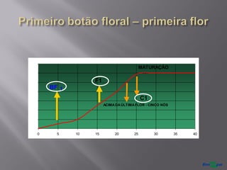 0
20
40
60
80
100
120
140
0 5 10 15 20 25 30 35 40
BF 1
F1
ACIMADAÚLTIMAFLOR - CINCO NÓS
MATURAÇÃO
C1
 