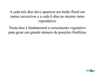 A cada três dias deve aparecer um botão floral em
ramos sucessivos e a cada 6 dias no mesmo ramo
reprodutivo
Nesta fase é fundamental o crescimento vegetativo
para gerar um grande número de posições frutíferas
 