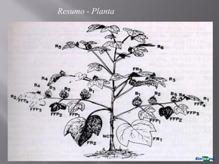 Resumo - Planta
 