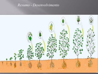 Resumo - Desenvolvimento
 