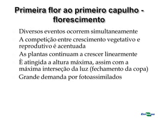  Diversos eventos ocorrem simultaneamente
 A competição entre crescimento vegetativo e
reprodutivo é acentuada
 As plantas continuam a crescer linearmente
 È atingida a altura máxima, assim com a
máxima interseção da luz (fechamento da copa)
 Grande demanda por fotoassimilados
 