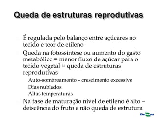  É regulada pelo balanço entre açúcares no
tecido e teor de etileno
 Queda na fotossíntese ou aumento do gasto
metabólico = menor fluxo de açúcar para o
tecido vegetal = queda de estruturas
reprodutivas
 Auto-sombreamento – crescimento excessivo
 Dias nublados
 Altas temperaturas
 Na fase de maturação nível de etileno é alto –
deiscência do fruto e não queda de estrutura
 