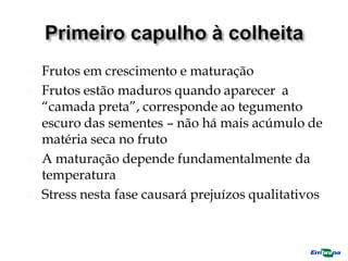 Frutos em crescimento e maturação
 Frutos estão maduros quando aparecer a
“camada preta”, corresponde ao tegumento
escuro das sementes – não há mais acúmulo de
matéria seca no fruto
 A maturação depende fundamentalmente da
temperatura
 Stress nesta fase causará prejuízos qualitativos
 