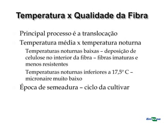  Principal processo é a translocação
 Temperatura média x temperatura noturna
 Temperaturas noturnas baixas – deposição de
celulose no interior da fibra – fibras imaturas e
menos resistentes
 Temperaturas noturnas inferiores a 17,5º C –
micronaire muito baixo
 Época de semeadura – ciclo da cultivar
 