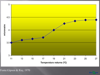 3
3,5
4
4,5
5
11 13 15 17 19 21 23 25 27
Temperatura noturna (ºC)
micronaire
Fonte:Gipson & Ray, 1970
 