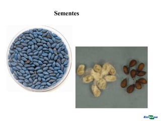 Sementes
 