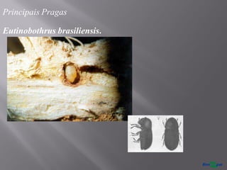 Principais Pragas
Eutinobothrus brasiliensis.
 