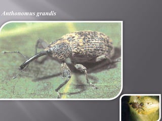 Anthonomus grandis
 