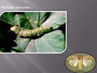 Heliothis virescens.
 