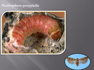 Pectinophora gossypiella
 