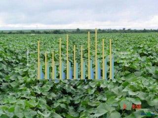 -500
0
500
1000
1500
2000
2500
3000
Mil
ton
de
pluma
Anos
Produção
Consumo
Exportação
Saldo
 