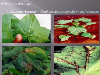 Principais doenças
1- Mancha Angular – Xanthomonas axonopodis pv. malvacearum
 