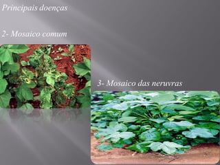 Principais doenças
2- Mosaico comum
3- Mosaico das neruvras
 