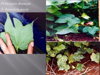 Principais doenças
3- Ramularia areola
 