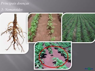 Principais doenças
5- Nematoides
 