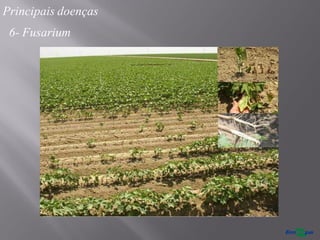 Principais doenças
6- Fusarium
 