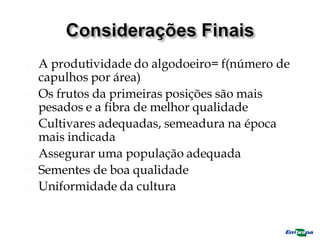  A produtividade do algodoeiro= f(número de
capulhos por área)
 Os frutos da primeiras posições são mais
pesados e a fibra de melhor qualidade
 Cultivares adequadas, semeadura na época
mais indicada
 Assegurar uma população adequada
 Sementes de boa qualidade
 Uniformidade da cultura
 