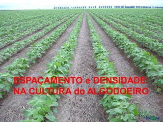 ESPAÇAMENTO e DENSIDADE
NA CULTURA do ALGODOEIRO
 