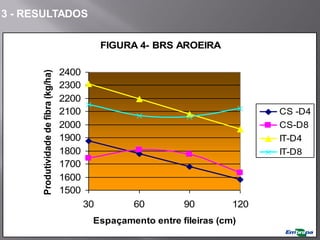 FIGURA 4- BRS AROEIRA
1500
1600
1700
1800
1900
2000
2100
2200
2300
2400
30 60 90 120
Espaçamento entre fileiras (cm)
Produtividade
de
fibra
(kg/ha)
CS -D4
CS-D8
IT-D4
IT-D8
3 - RESULTADOS
 