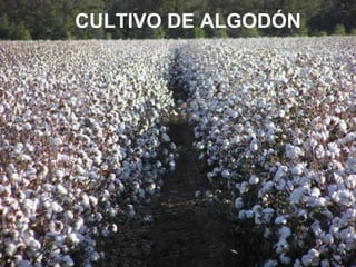 CULTIVO DE ALGODÓN
 