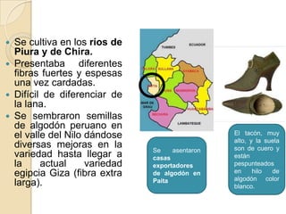 Se cultiva en los ríos de
Piura y de Chira.
 Presentaba
diferentes
fibras fuertes y espesas
una vez cardadas.
 Difícil de diferenciar de
la lana.
 Se sembraron semillas
de algodón peruano en
el valle del Nilo dándose
diversas mejoras en la
variedad hasta llegar a
la
actual
variedad
egipcia Giza (fibra extra
larga).


Se
asentaron
casas
exportadores
de algodón en
Paita

El tacón, muy
alto, y la suela
son de cuero y
están
pespunteados
en
hilo
de
algodón color
blanco.

 