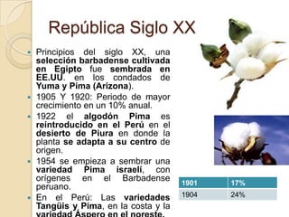 República Siglo XX









Principios del siglo XX, una
selección barbadense cultivada
en Egipto fue sembrada en
EE.UU. en los condados de
Yuma y Pima (Arizona).
1905 Y 1920: Periodo de mayor
crecimiento en un 10% anual.
1922 el algodón Pima es
reintroducido en el Perú en el
desierto de Piura en donde la
planta se adapta a su centro de
origen.
1954 se empieza a sembrar una
variedad Pima israelí, con
orígenes en el Barbadense
peruano.
En el Perú: Las variedades
Tangüis y Pima, en la costa y la

1901

17%

1904

24%

 