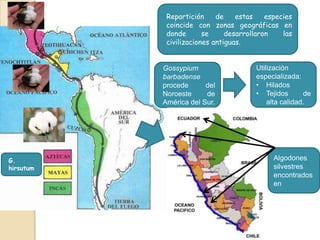 Repartición
de
estas
especies
coincide con zonas geográficas en
donde
se
desarrollaron
las
civilizaciones antiguas.

Gossypium
barbadense
procede
del
Noroeste
de
América del Sur.

G.
hirsutum

Utilización
especializada:
• Hilados
• Tejidos
de
alta calidad.

Algodones
silvestres
encontrados
en

 