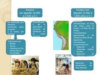 Arcaico
sin algodón (5,000
a 2,500 a.C.)
Se desarrolló una
estrecha
asociación entre
la pesca
y el cultivo del
algodón.

Fabricación de:
• Redes.
• Sacos.
• Vestidos por los
habitantes de
los litorales.

Diversificació
n
de
la
agricultura y
aumento de
población en
la
costa
peruana.

Arcaico con
algodón (2,500 a
1,800 años a.C.)
Difusión
de
los
algodones
domesticados se hizo
más activa entre el
Oeste y el Este de los
Andes.
Características
agronómicas
y
de
calidad de fibra de los
algodones
domesticados
evolucionaron en:
• Selección
de
diferentes colores
de fibra.
• Selección
de
cápsulas y semillas
grandes
Selección
rendimiento
fibra elevado.

de
de

 