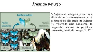 O Objetivo do refúgio é preservar a
eficiência e consequentemente os
benefícios da tecnologia do Algodão
BT, mantendo uma população de
pragas-alvo sensível às proteínas,
com efeito, inseticida do algodão BT.
 