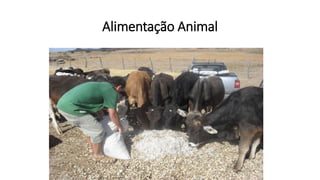 Alimentação Animal
 