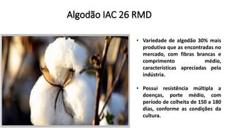 • Variedade de algodão 30% mais
produtiva que as encontradas no
mercado, com fibras brancas e
comprimento médio,
características apreciadas pela
indústria.
• Possui resistência múltipla a
doenças, porte médio, com
período de colheita de 150 a 180
dias, conforme as condições da
cultura.
 