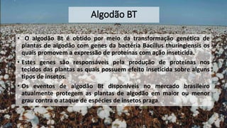 • O algodão Bt é obtido por meio da transformação genética de
plantas de algodão com genes da bactéria Bacillus thuringiensis os
quais promovem a expressão de proteínas com ação inseticida.
• Estes genes são responsáveis pela produção de proteínas nos
tecidos das plantas as quais possuem efeito inseticida sobre alguns
tipos de insetos.
• Os eventos de algodão Bt disponíveis no mercado brasileiro
atualmente protegem as plantas de algodão em maior ou menor
grau contra o ataque de espécies de insetos praga.
 