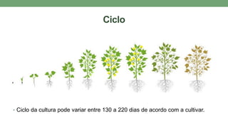 Ciclo
• Ciclo da cultura pode variar entre 130 a 220 dias de acordo com a cultivar.
 