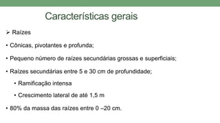 Características gerais
 Raízes
• Cônicas, pivotantes e profunda;
• Pequeno número de raízes secundárias grossas e superficiais;
• Raízes secundárias entre 5 e 30 cm de profundidade;
• Ramificação intensa
• Crescimento lateral de até 1,5 m
• 80% da massa das raízes entre 0 –20 cm.
 